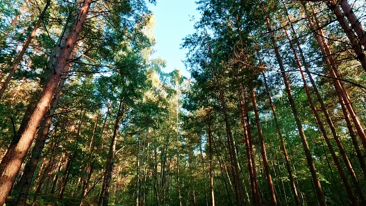 trees, forest, summer