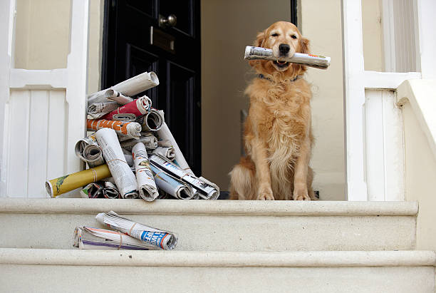 Golden retriever dog sitting at front door holding newspaper